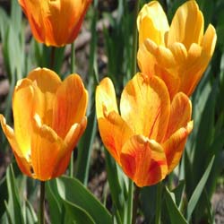 Tulipn Darwin 'Apeldoorn Beauty'